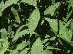 Wingstem (Actinomeris alternifolia), leaf