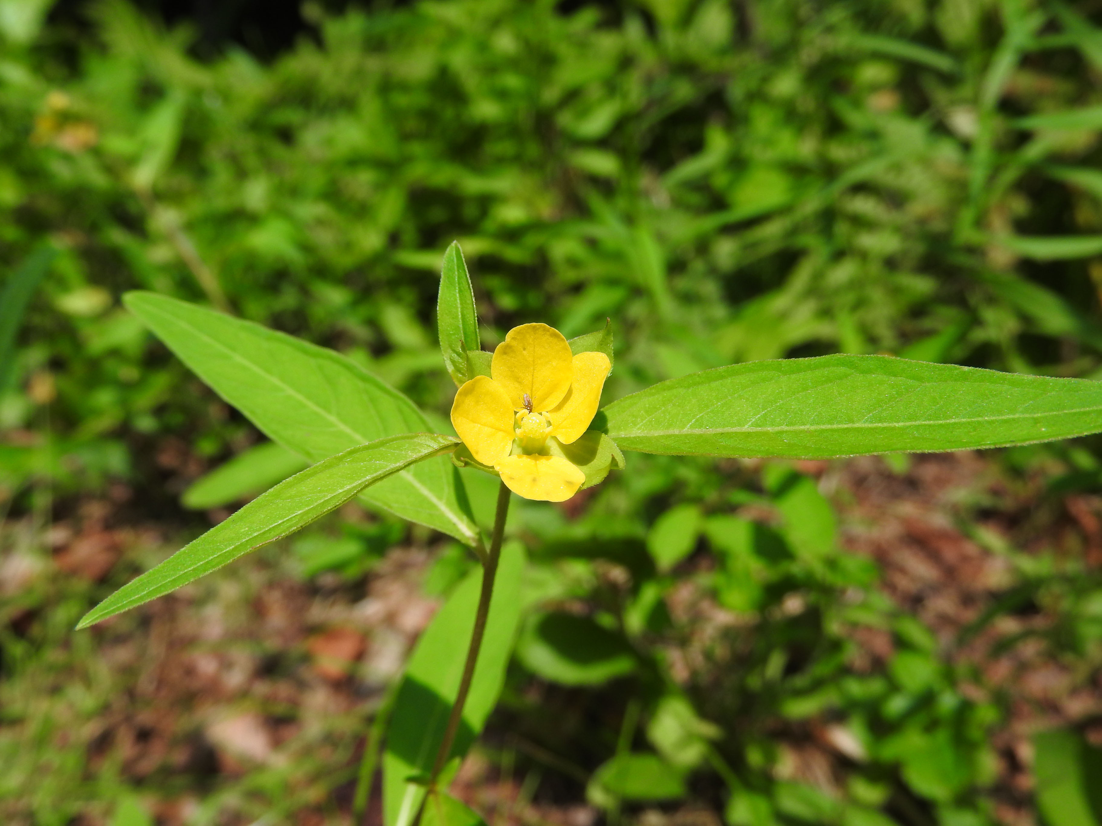 Seedbox (Ludwigia alternifolia)