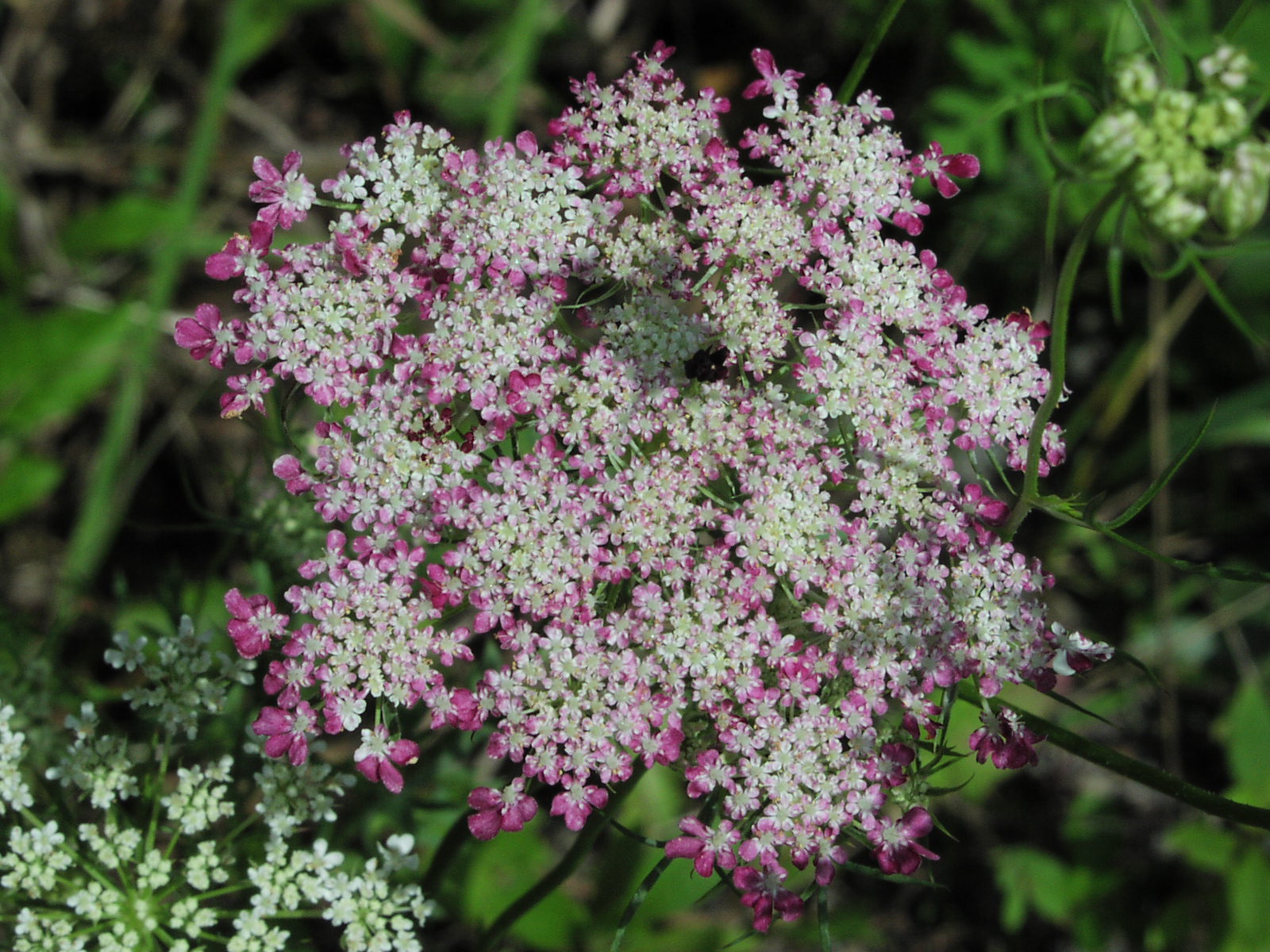 Wildflower: Queen Anne's Lace (Daucus carota), Allegheny Highlands Trail