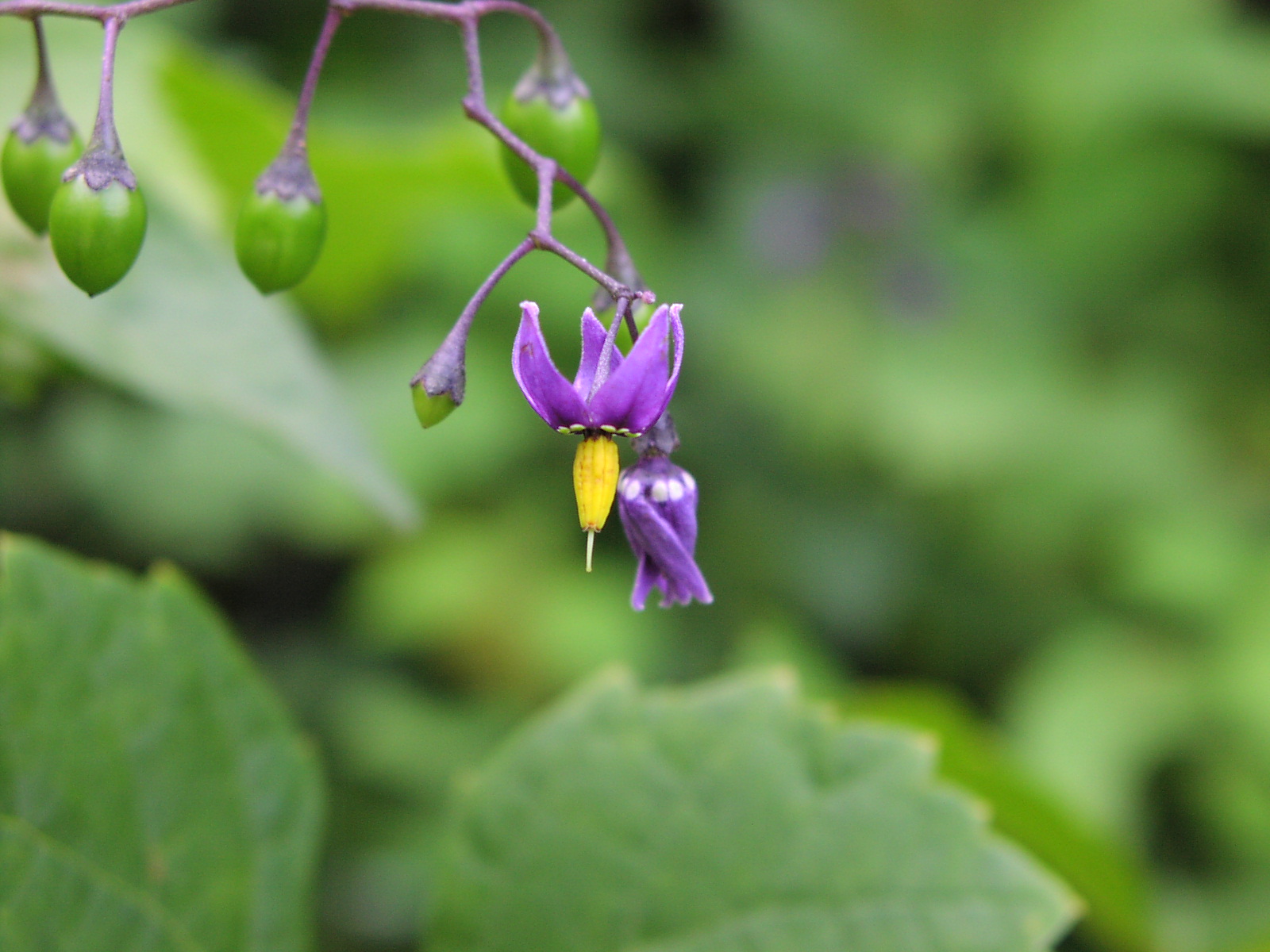 Wildflower Deadly Nightshade Solanum Dulcamara Montour Trail