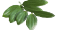 leaf-shape - compound