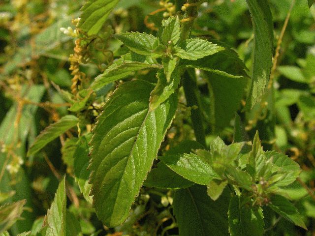 Wild Mint (Mentha arvensis)