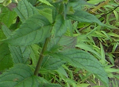 Wood Sage (Teucrium canadense)