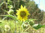 Nodding Bur-Marigold (Bidens cernua), flower