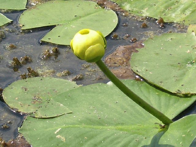 Yellow Pond Lily (Nuphar variegata)