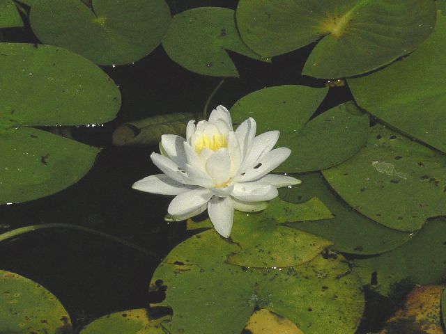 Fragrant Water Lily (Nymphaea odorata)