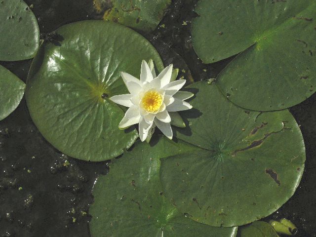 Fragrant Water Lily (Nymphaea odorata)