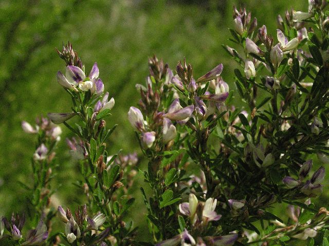 Slender Bush-Clover (Lespedeza virginica)