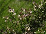 Slender Bush-Clover (Lespedeza virginica), flower