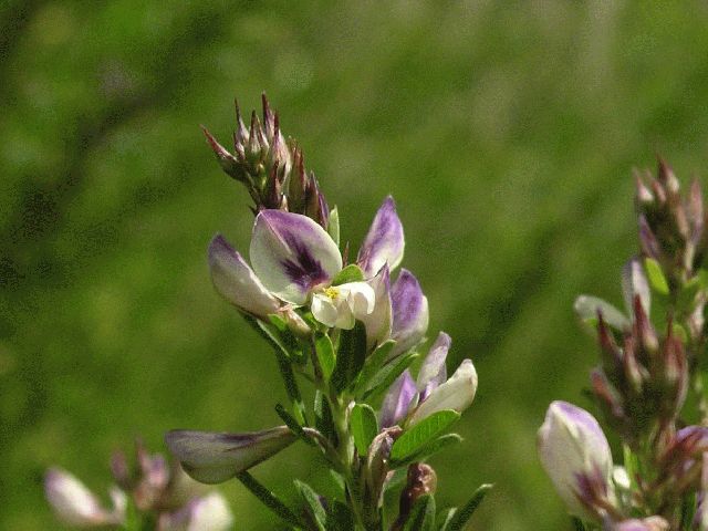 Slender Bush-Clover (Lespedeza virginica)