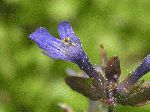 Bugle (Ajuga reptans), flower