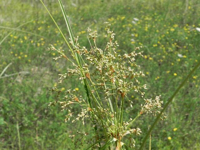 Wool Grass (Scirpus cyperinus)