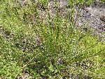 Wool Grass (Scirpus cyperinus), leaf