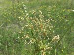 Wool Grass (Scirpus cyperinus), flower