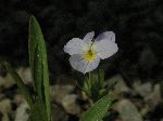 Field Pansy (Viola bicolor), flower