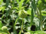 Button Bush (Cephalanthus occidentalis), fruit/seed