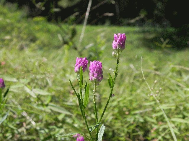 Purple Milkwort (Polygala sanguinea)