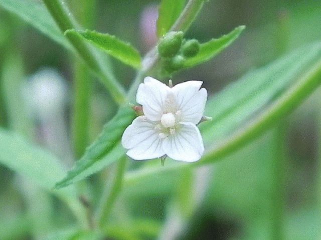 Fringed Willowherb (Epilobium ciliatum)