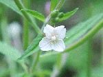 Fringed Willowherb (Epilobium ciliatum), flower