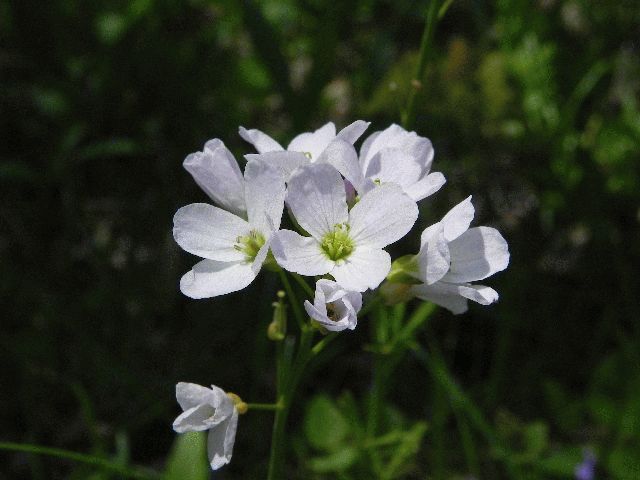 Cuckoo Flower (Cardamine pratensis)
