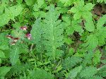 Wood Betony (Pedicularis canadensis), leaf