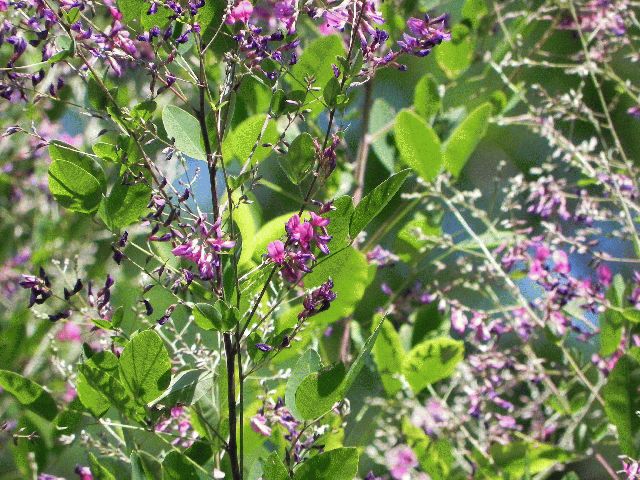 Small-Leaved Tick-Trefoil (Desmodium marilandicum)