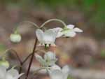Spotted Wintergreen (Chimaphila maculata), flower