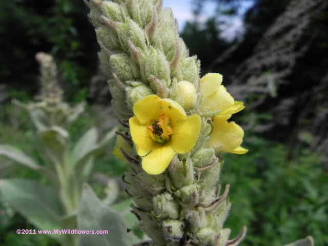 Common Mullein (Verbascum thapsus L.)