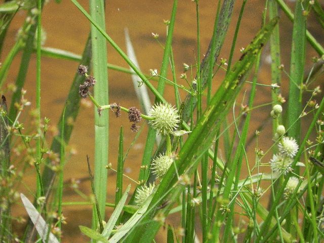 Bur Reed (Sparganium americanum)