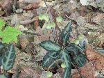 Spotted Wintergreen (Chimaphila maculata), leaf
