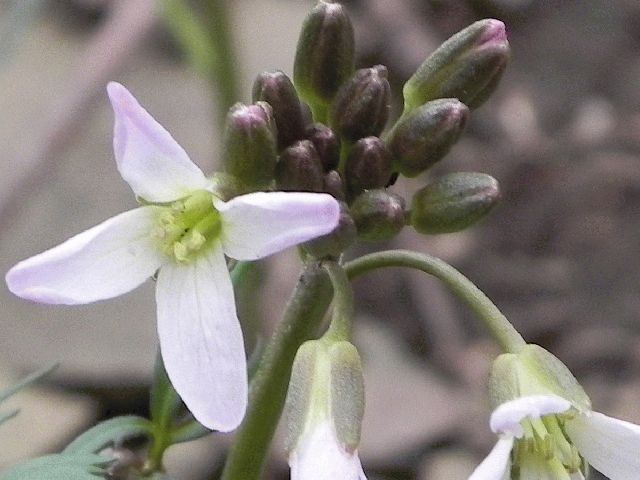 Cut-Leaved Toothwort (Dentaria laciniata)