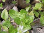 Chickweed (Stellaria media), leaf