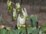 Dutchman's Breeches (Dicentra cucullaria), flower