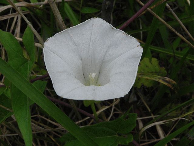 Hedge Bindweed (Convolvulus sepium)