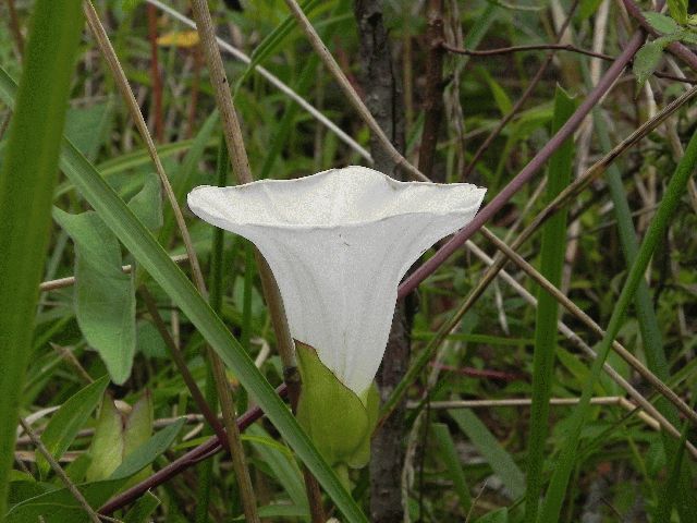 Hedge Bindweed (Convolvulus sepium)
