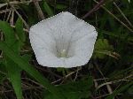 Hedge Bindweed (Convolvulus sepium), flower