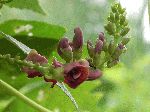 Groundnut (Apios americana), flower