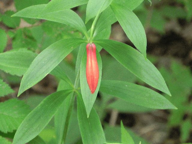 Canada Lily (Lilium canadense)