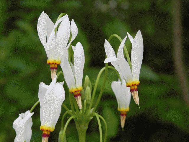 Shooting star (Dodecatheon meadia)