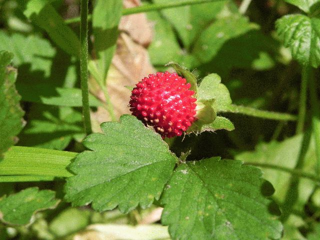 Indian Strawberry (Duchesnea indica)