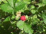 Indian Strawberry (Duchesnea indica), fruit/seed