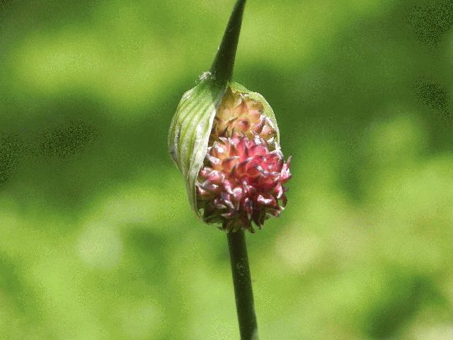 Field Garlic (Allium vineale)
