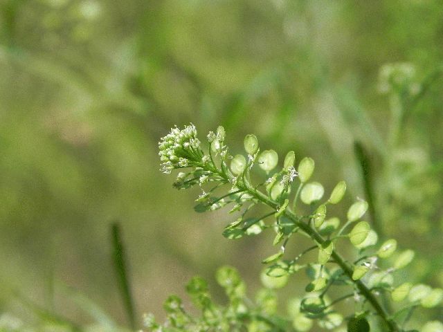 Peppergrass (Lepidium virginicum)