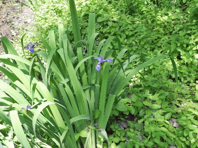 Larger Blue Flag (Iris versicolor)