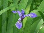 Larger Blue Flag (Iris versicolor), flower