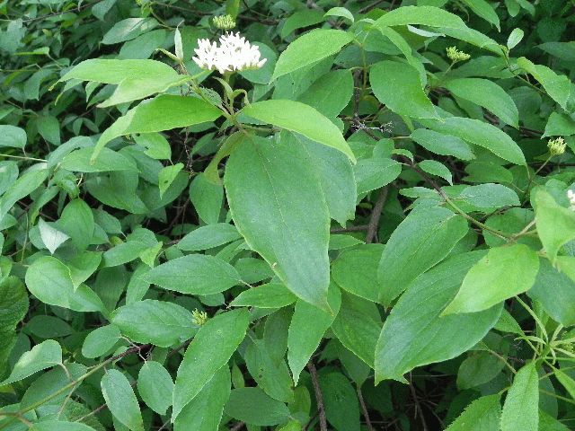 Silky Dogwood (Cornus amomum)