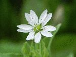 Star Chickweed (Stellaria pubera), flower