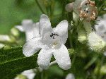 Foxglove Beardtongue (Penstemon digitalis), flower