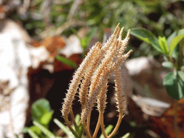 Ground Pine (Lycopodium digitatum)