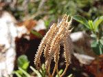 Ground Pine (Lycopodium digitatum), flower